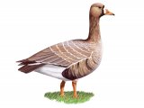 Illustration of White-fronted Goose (Anser albitrons) (#3669)