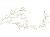 Illustration of Whiteweed (Sertularia cupressina) (#3420)