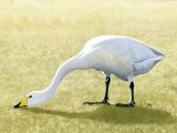 Illustration of Whooper Swan (Cygnus cygnus) (#1413)