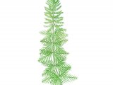 Illustration of Whorled Water Milfoil (Myriophyllum verticillatum) (#2820)