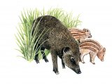 Illustration of Wild boar (Sus scrofa) (#0568)