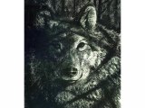 Illustration of Wolf (Canis lupus) (#1612)