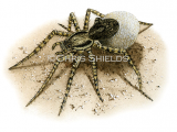 Illustration of Wolf Spider (Pardosa saltans) (#1518)