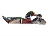 Illustration of Wood Duck (Aix sponsa) (#0444)