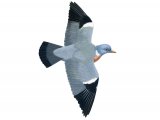 Illustration of Wood Pigeon (Columba palumbus) (#1239)