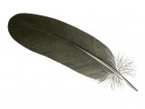 Illustration of Wood Pigeon feather (Columba palumbus) BD0601 (#4374)