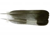 Illustration of Wood Pigeon tail feathers (Columba palumbus) (#4375)