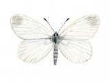 Illustration of Wood White (female) Leptidea sinapis (#1388)