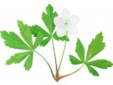Illustration of Wood anemone (Anemone nemorosa) (#2089)