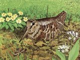 Illustration of Woodcock (Scolopax rusticola) (#3660)