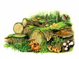 Illustration of Woodland Fungi (#2862)