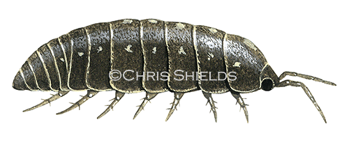 Illustration of Woodlouse (Pill) Armadillidium vulgare (#0356)