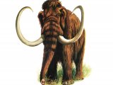 Illustration of Wooly Mammoth (Mammuthus primigenius) (#1687)