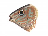 Illustration of Wrasse (Corking) Crenilabrus melops (#1121)