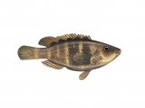 Illustration of Wrasse (Five-spotted) Crenilabrus quinquemaculatus (#1125)