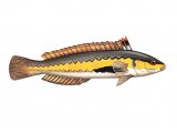 Illustration of Wrasse (Rainbow) (male) Coris julis (#1154)