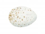 Illustration of Wren Egg (Troglodytes troglodytes) (#3304)