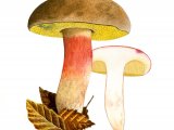Illustration of Xerocomus ferrugineus (Bolete) (#2013)