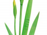 Illustration of Yellow Flag (Iris pseudacorus) (#2821)
