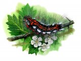 Illustration of Yellow-tailed Moth caterpillar (Euproctis similis) (#2863)