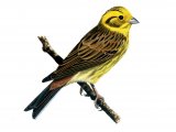 Illustration of Yellowhammer (Emberiza citrinella) (#1187)