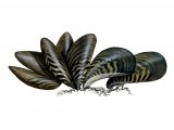 Illustration of Zebra Mussel (Dreissena polymorpha) (#1655)