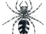 Illustration of Zebra Spider (Salticus scenicus) (#2918)