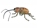 Illustration of Acorn Weevil (Curculio glandium) (#2739)