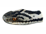 Illustration of Adder (Vipera berus) (#1399)