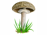 Illustration of Agaricus bohusii (#1593)