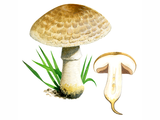 Illustration of Agaricus bresadolians (#1592)