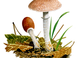 Illustration of Agaricus dulcidulus (Rosy Wood Mushroom) (#1641)