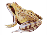 Illustration of Agile Frog (Rana dalmatina) (#3100)