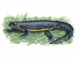 Illustration of Alpine Newt (Ichthyosaura alpestris) (#0695)
