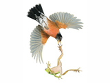 Illustration of American Robin (Turdus migratorius) and Tree Frog (#4740)