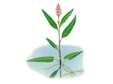 Illustration of Amphibious Bistort (Polygonum amphibium) (#0951)