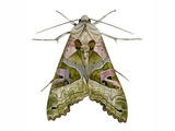 Illustration of Angle Shades Moth (Phlogophora meticulosa) (#4077)