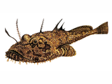 Illustration of Angler Fish (Lophius piscatorius) (#2706)