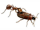 Illustration of Ant and Ant Nest Beetle (Paussinae sp.) (#1028)