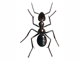 Illustration of Ant (black) Lasius niger (#0422)