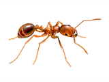 Illustration of Ant (Red-imported Fire) (Solenopsis invicta) (#4628)