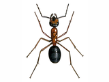 Illustration of Ant (wood) (worker) Formica rufa (#1033)