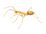 Illustration of Ant Yellow Crazy (Anoplolepis gracilipes) (#4629)
