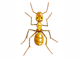 Illustration of Ant (yellow meadow) (Lasius flavus) (#1036)