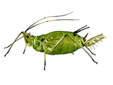 Illustration of Aphid (#0550)