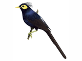 Illustration of Apo Myna (Basilornis miranda) (#1679)