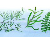 Illustration of Aquatic Plants - Pondweeds (#4353)