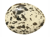 Illustration of Arctic Tern egg (Sterna paradisaea) (#3278)