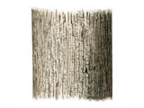 Illustration of Ash Bark (Fraxinus excelsior) bark (#4326)