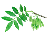 Illustration of Ash Leaves & Seeds (Fraxinus excelsior) (#3198)